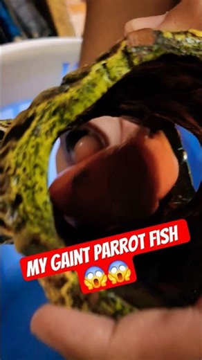 Parrot fish kaha phas gai 😱 #parrotfish #fish #shortsviral #viralvideo #ytshorts #shorts