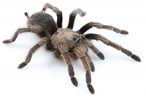 Aphonopelma - Alchetron, The Free Social Encyclopedia