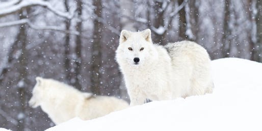 Name These Ten-Letter Animals From Around The World