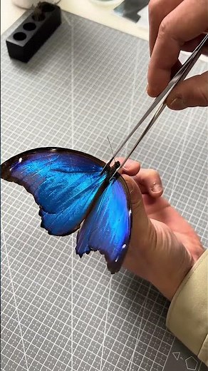 This blue looks fake… but it’s literally on a butterfly 🦋💙#butterfly #specimen #uniquegifts #usa
