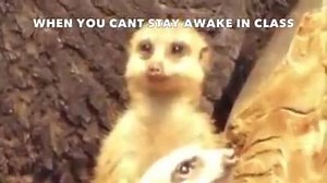 14K views · 332 reactions | When you can't stay awake in class... | Golden Key International Honour Society | Facebook