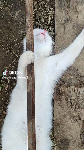 Videoclipuri postate de Negrea Andreea809 (@negreaandreea8) cu Mare caldura (Midiots Rework) - Connect-R