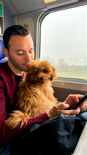 Biscotte's daily life 🐶🐾 on Instagram: "Le plus bel amour 🐶🤍 #toypoodle #canichetoy #puppy #caniche"