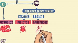 Guía básica para identificar a los animales invertebrados... | Academia Play