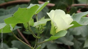 footage of Cotton flowers blooming on a cotton plant in a cotton field, india