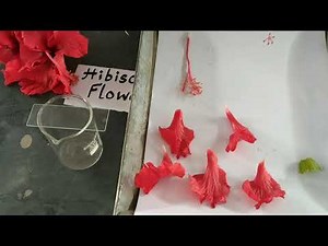 12th Std, Biology Practicals: To Dissect & Display Floral Whorls.