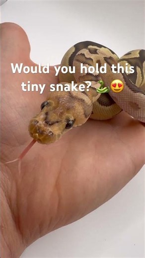Tiny baby ball python up close 🥺🐍