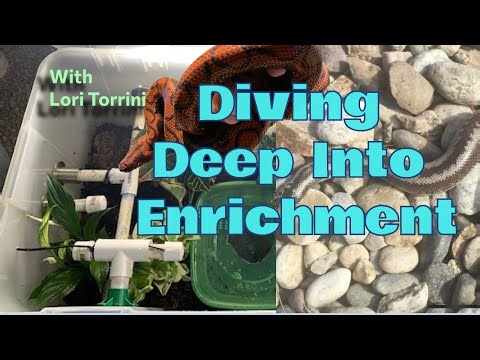 Amazing Interview With Lori Torrini Discussing Enrichment For Snakes