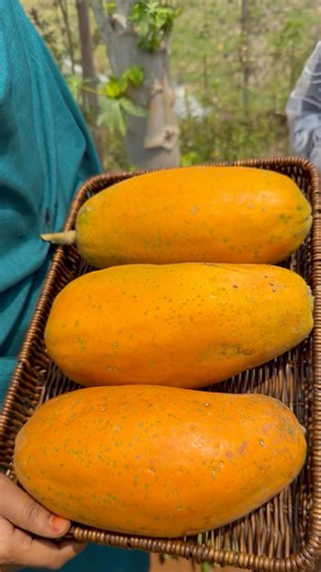 Papaya harvesting నాటు బొప్పాయి #papaya #fruit #mygarden #gardening #shortvideo #viralvideo
