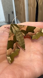 First Lime Hawk Moth of 2025 for me 🎉 LOOK AT HIS FACE! | Jumping spider & Moth life