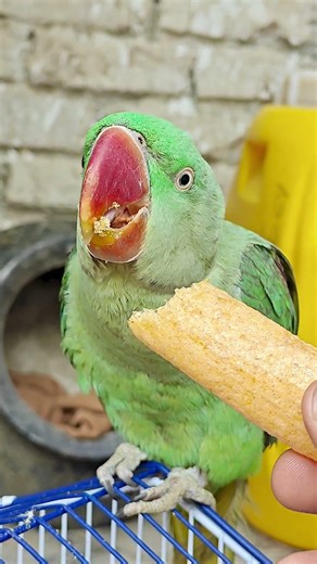 Alexandrine Parrot#ParrotFeeding #GreenCheekConure #RawParrot #birdsLover #BirdVlog