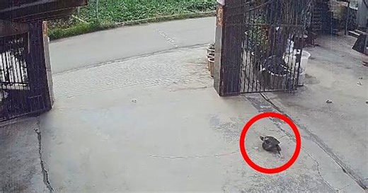 30-year-old escape plan! Family's pet snapping turtle escapes from home