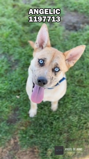 21 reactions · 16 shares | ANGELIC (1197713) #ADOPT - 3951 Fruitvale...