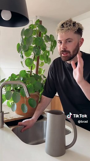part 2? 🤔🪴 here are some tips on how to grow your pilea (or chinese money plant) big and strong! #planttok #plantsoftiktok #planttiktok #pilea #chinesemoneyplant #plants #planttips #planthacks #howto #learnontiktok