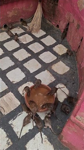 If you look here, you will see only black rats.