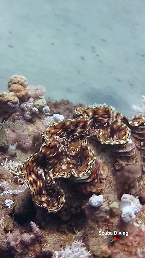 Beautiful giant clam 🐚 #clams #clamshell #redseadiving #followandshare | Scuba Diving
