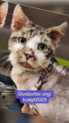 🛡️🐾 GIVING TUESDAY: Bucky’s Fight for Life 🐾🛡️