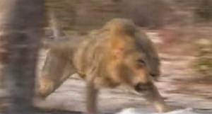 African Lion Charging Trophy Hunter [Video ] » Got Hunts