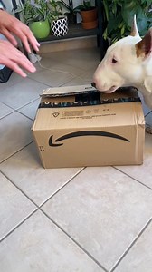 🐶 You can't imagine how excited my dog was when he saw the dog swimming pool for the first time. Enjoy the summertime in the pool with your dogs now! 🚛 Grab yours with free shipping today! 👉 https://bit.ly/35aj7PT | Toozey