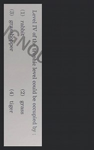 Level IV of the trophic level could be occupied by :(1) rabbit... | Filo
