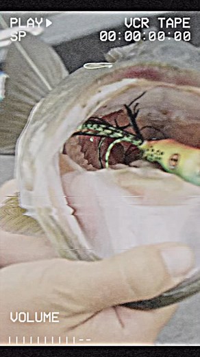 228 reactions | Pop it and hold on! The Scum Frog Popping frog delivers a unique popping action coupled with scum frogs signature softness for increased hookups‼️ | Scum Frog | Facebook