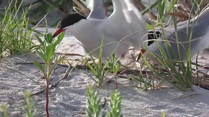 81 reactions · 5 comments | Breaking news! We had our first Common Tern chick hatch at our Wrightsville Beach sanctuary yesterday. As we head into the Memorial Day weekend, remember to #ShareTheShore and keep a safe distance from beach-nesting birds. tinyurl.com/ja6h4nkn | Audubon North Carolina | Facebook