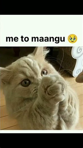 song by kitty video❤️😺 cat video 👻#trendingvideo #cat