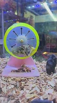 🐹 Hamster Cage Setup Tips for Beginners | How to Set Up a Hamster Cage Properly