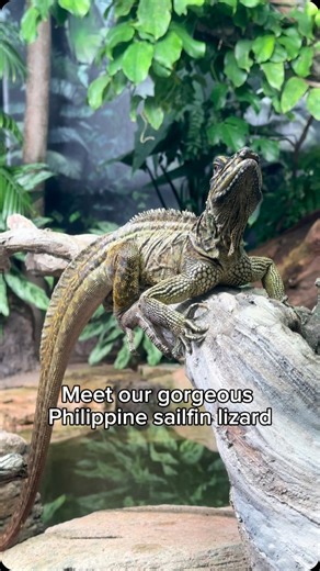Woodland Park Zoo on Instagram: "Why is the Philippine sailfin lizard your favorite aquatic influencer? #mermaidvibes #sailfinlizard #reptilelover #reptilerealm #woodlandparkzoo #seattle #reptilesofinstagram #reptilekeeper #lizard #lizardsofinstagram #mermaid"