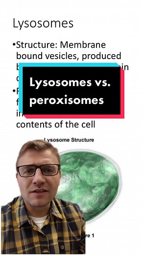 Lysosomes vs Peroxisomes: Key Differences Explained