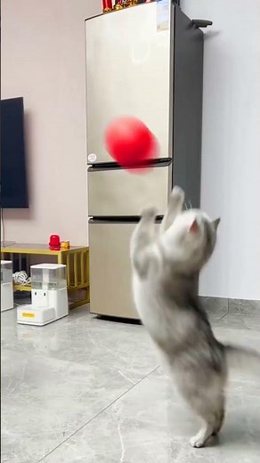 Cat Yowling for No Reason! 😹 | Hilarious Cat Sounds 🐾 #funnycats