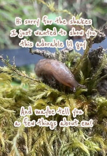 Adorable First Spring Slug & Fun Facts