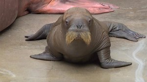 WATCH: This new adorable baby walrus has the cutest waddle. | Today Show
