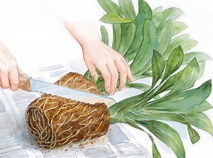 Divisez le clivia en pot