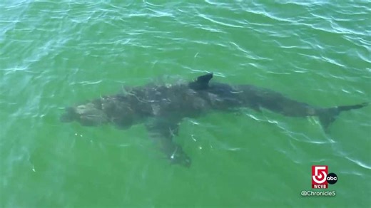 Going Wild: A look into tagging great white sharks off the Cape Cod coast