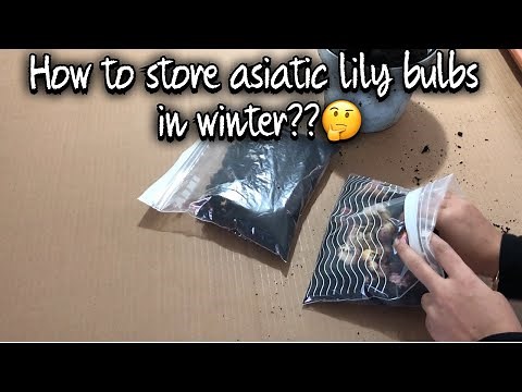 HOW TO STORE ASIATIC LILY BULBS FOR WINTER 2020/ASIATIC LILY CARE AFTER BLOOMING PART 5