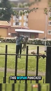 How to Protect Yourself From an Aggressive Dog To defend yourself from an angry dog, stay calm and avoid eye contact. Use a barrier like a bag or stick if available. If attacked, protect your face and neck. Devices like the Pyro Defender can help by emitting a loud bang and bright flash to scare the dog away. Credits: @nazimov1979, @skureview, @mr.vaneev/yt #doglover #dog #doglife #dogsofinstagram | Bee Force News