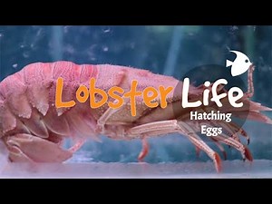Slipper Lobster Hatching Eggs | Lobster Farming in the Philippines