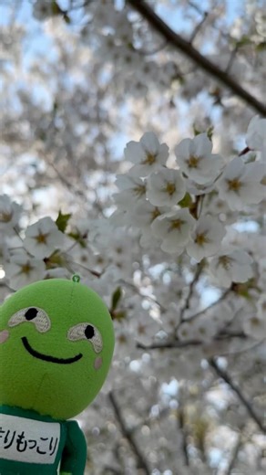 【まりもっこり】 2026年 桜満開 #ショート #桜