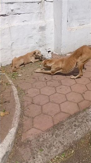 Small Dog Gets Protective Over Food 😳🐕 | Funny Barking Drama 😂🔥 #shorts