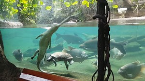 55K views · 35 reactions | Turtle Piggybacks on a Gharial Video from Bronx Zoo © Sean Murphy https://www.youtube.com/channel/UCX1NKO5I3Jyz9mJsNCLhDsw | For The Love of Fish | Facebook