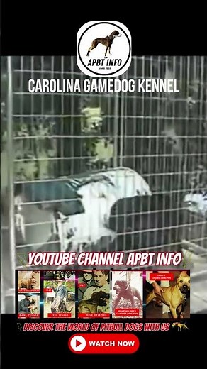A Look into the Past: Carolina Game Dog Kennel's Pitbull Breeding #pitbulldog #apbt