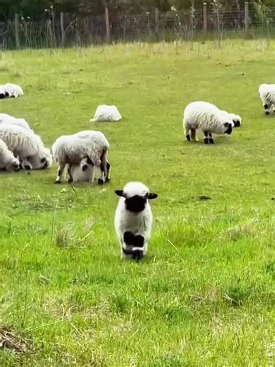 Adorable Little Lambs Skipping in the Grassland