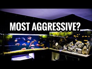 The MOST AGGRESSIVE African Cichlid in my FISH ROOM