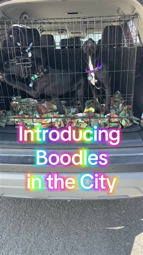 Adopt Boodles in Reno: Your New Best Friend Awaits