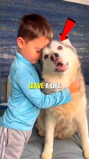 A Husky Protected This Boy His Entire Life 🥹❤️