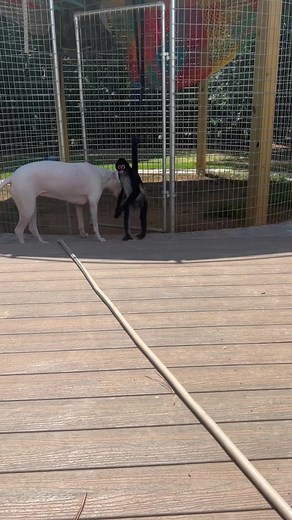 Slowly running out of energy 🤣 #july #hot #90s | Keke The Spider Monkey