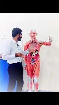 Proximal vs Distal #anatomy #anatomical #positions #terminology #biology #pharmacy #medical