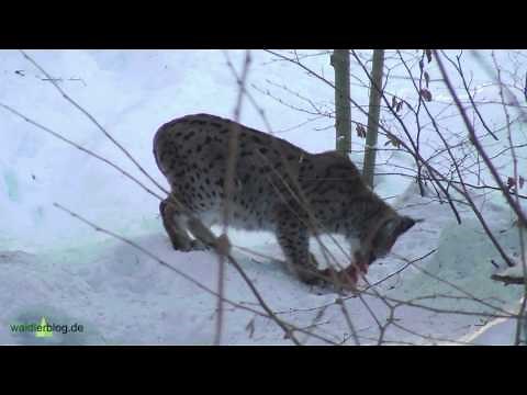 Nationalpark Bayerischer Wald: Luchs (Lynx lynx) verzehrt Beute