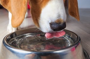 Making Your Own Electrolyte Water For Dogs - Cuteness